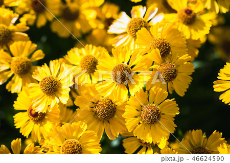 Yellow helenium flowers growing in garden Yellow helenium flowers growing in garden 46624590