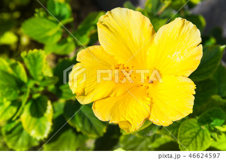 Yellow Hibiscus flower in garden Yellow Hibiscus flower in garden 46624597