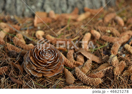 松ぼっくり　ヒマラヤスギ 46625278