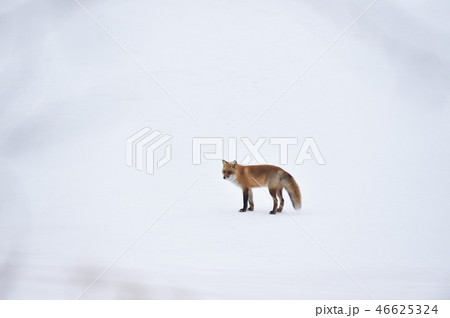 雪原とキタキツネ（北海道） 46625324