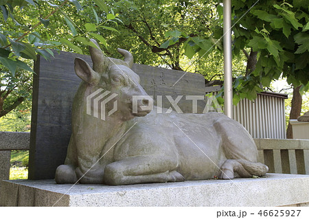 牛嶋神社 撫で牛 東京都墨田区向島 牛嶋神社 撫で牛 東京都墨田区向島 46625927