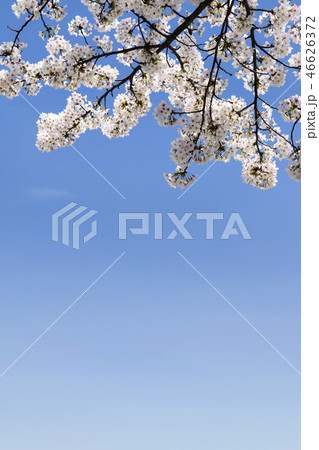 旅行 散歩 春 46626372