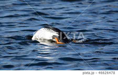 Common goldeneye duck diving for food Common goldeneye duck diving for food 46626478