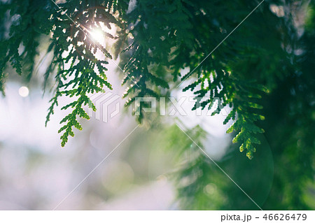 Branch of thuja on blurred background Branch of thuja on blurred background 46626479