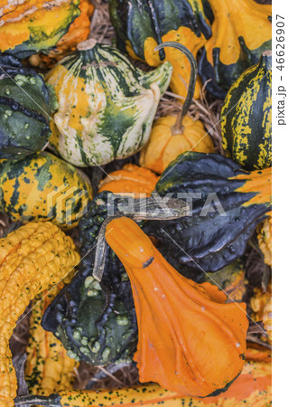 autumn still life of vegetables with pumpkins. 46626907