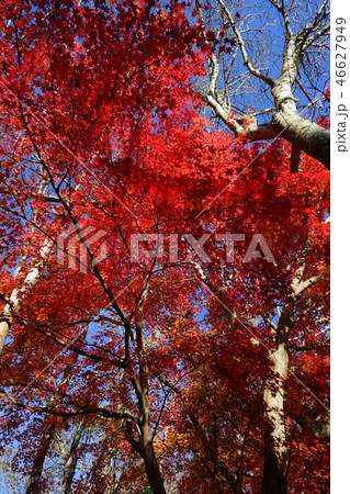 輝く紅葉 日本の色<静岡県富士宮市> 輝く紅葉 日本の色<静岡県富士宮市> 46627949