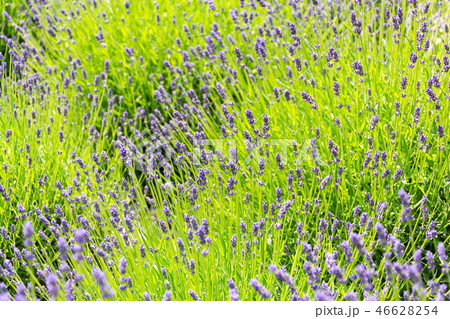Lavender lavandula flowering plant purple field 46628254