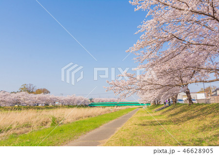 こだま千本桜(埼玉県本庄市) こだま千本桜(埼玉県本庄市) 46628905