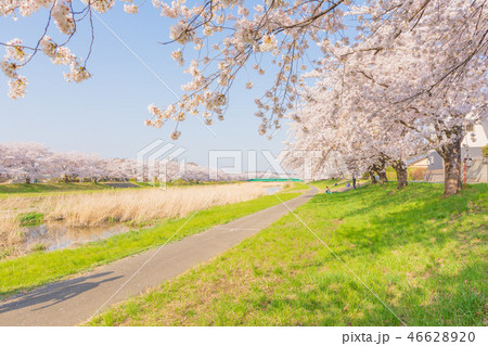 こだま千本桜(埼玉県本庄市) こだま千本桜(埼玉県本庄市) 46628920