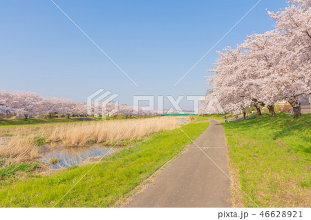 こだま千本桜(埼玉県本庄市) こだま千本桜(埼玉県本庄市) 46628921