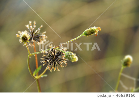 アメリカセンダングサの種 46629160