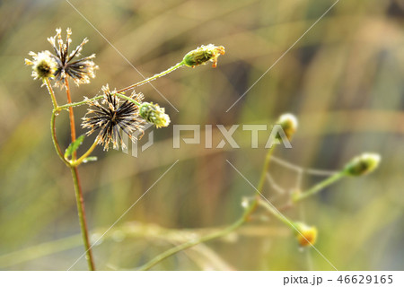 アメリカセンダングサの種 46629165