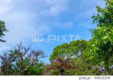 沖縄の青色 46629209