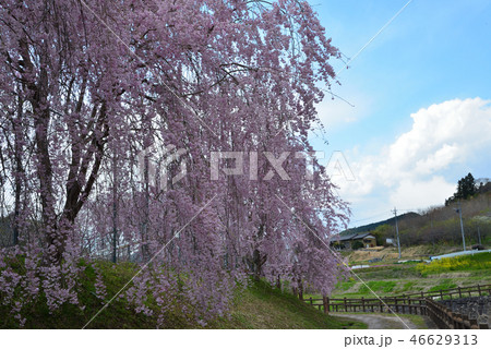やすらぎの里公園の桜　　＃17 46629313