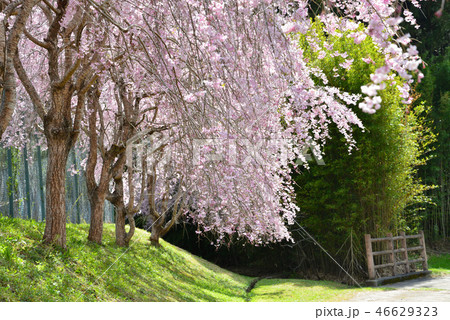 やすらぎの里公園の桜　　＃12 46629323