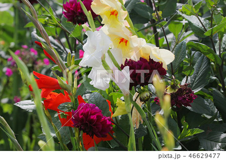 Multi-coloured flowers 46629477