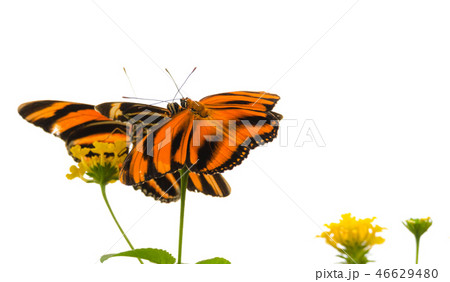 Banded Orange butterfly (Dryadula phaetusa).  46629480