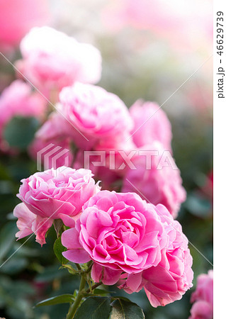 バラの花 バラの花 46629739