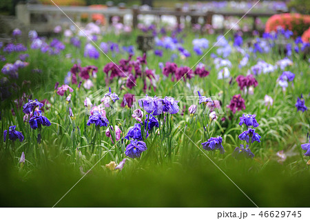 花菖蒲園＠長崎県大村市大村公園 46629745