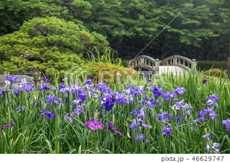 花菖蒲園＠長崎県大村市大村公園 46629747