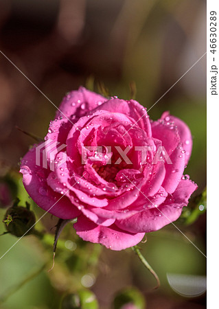 バラの花 バラの花 46630289