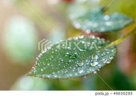緑と水 緑と水 46630295