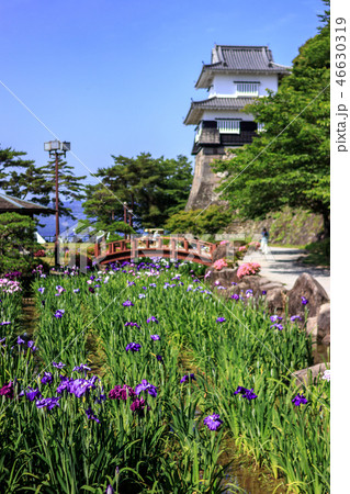 花菖蒲園＠長崎県大村市大村公園 46630319