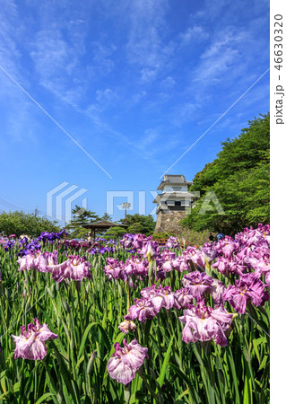 花菖蒲園＠長崎県大村市大村公園 46630320