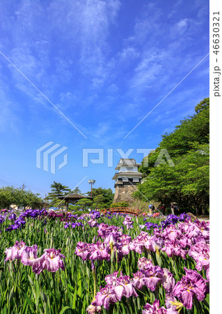 花菖蒲園＠長崎県大村市大村公園 46630321