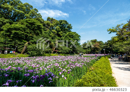 花菖蒲園＠長崎県大村市大村公園 46630323