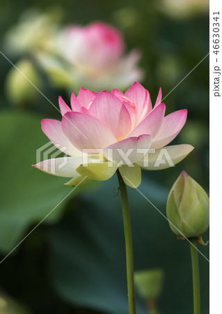 蓮の花 和風イメージ 蓮の花 和風イメージ 46630341