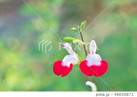 チェリーセージの花 チェリーセージの花 46630871