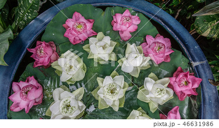 White and pink lotus flower decoration White and pink lotus flower decoration 46631986