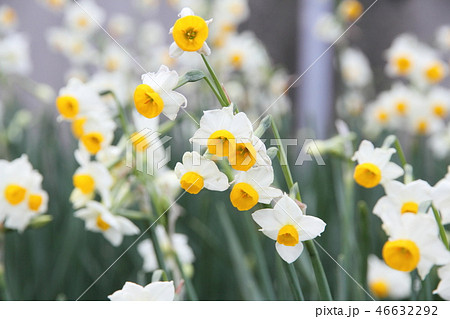 越前水仙 越前水仙 46632292