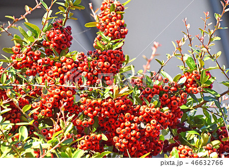 ピラカンサ 46632766