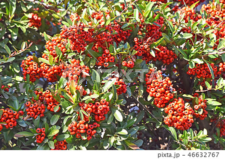 ピラカンサ ピラカンサ 46632767