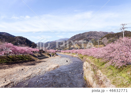 河津桜 河津桜 46632771