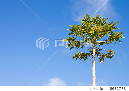 パパイヤの木 46632778