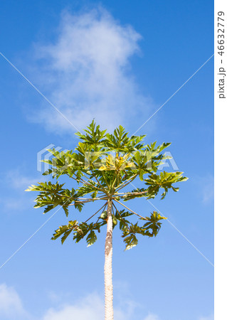 パパイヤの木 パパイヤの木 46632779