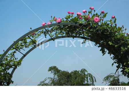 バラのアーチ 46633516