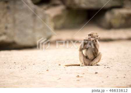 an Beautiful baboon an Beautiful baboon 46633612