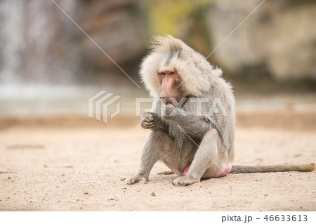 an Beautiful baboon an Beautiful baboon 46633613