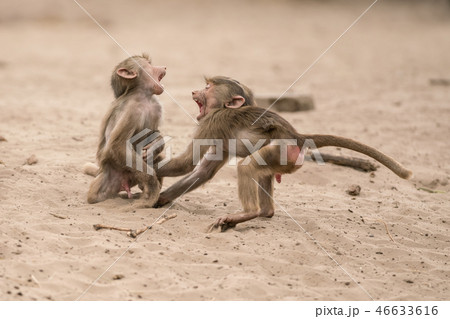 an Beautiful baboon an Beautiful baboon 46633616
