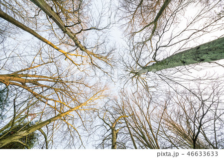 no leaves on the treetops 46633633