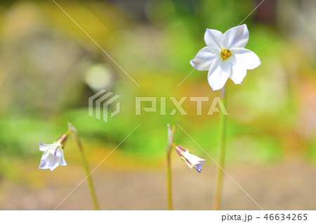 春の伊豆の庭に咲く可憐な白いニラバナの花の写真素材