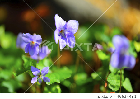春の伊豆の庭に咲く青いスミレの花の写真素材