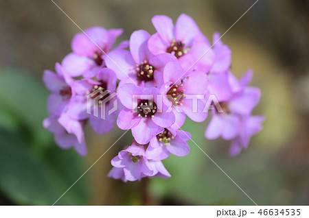 春の伊豆の庭に咲くヒマラヤ雪の下の花 春の伊豆の庭に咲くヒマラヤ雪の下の花 46634535
