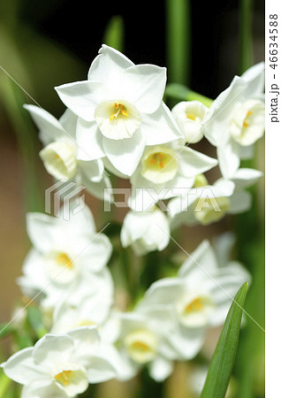 春の伊豆の庭に咲く白い水仙の花の写真素材