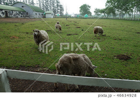 羊_北海道 羊_北海道 46634928