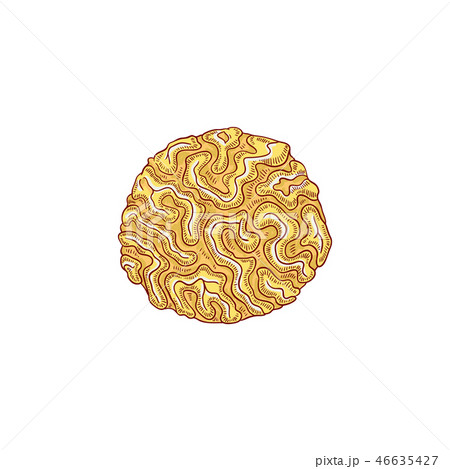 Vector red coral underwater plant sketch icon 46635427